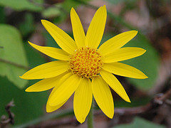 Arnica Montana
